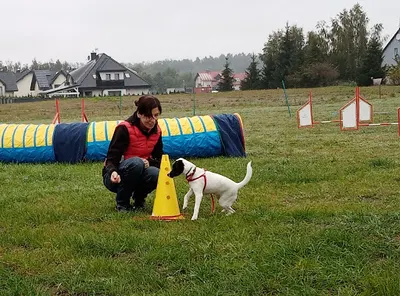 SECURE Dog - Wychowanie psów